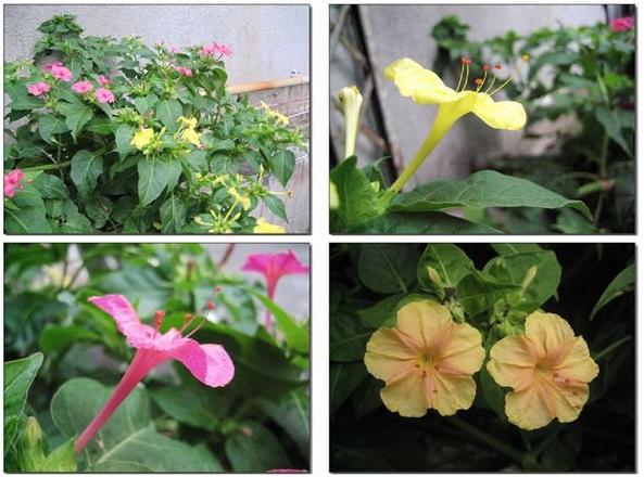 Mirabilis jalapa seeds Marvel of Peru 